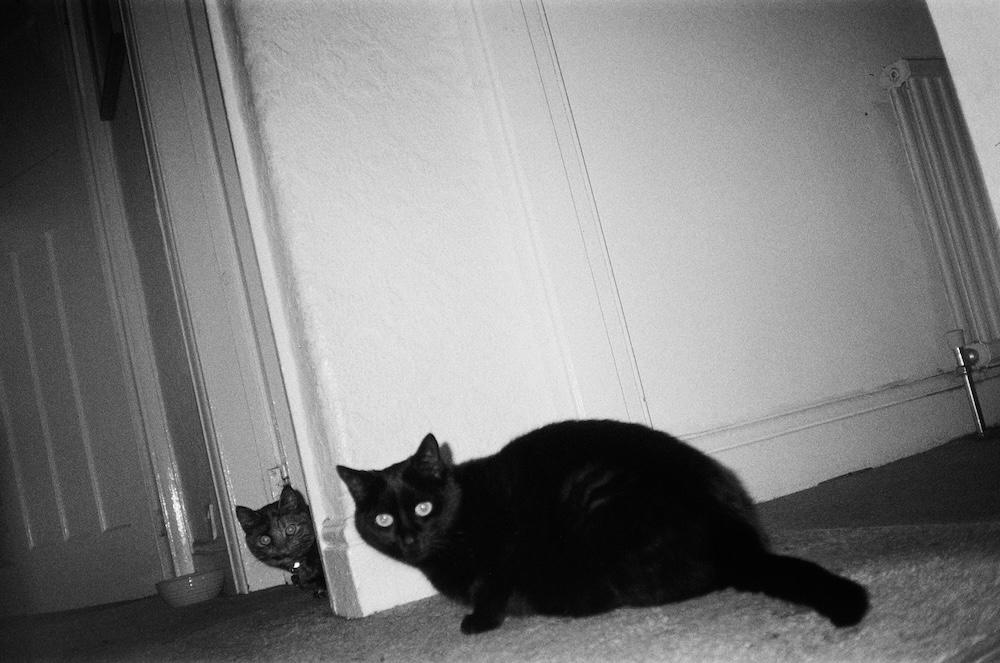 coco and piri peaking out either side of a wall
