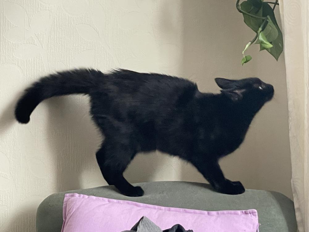 coco on the back of a chair crouched and braced in a way that looks like she is about to take off, a bit like the lion of venice