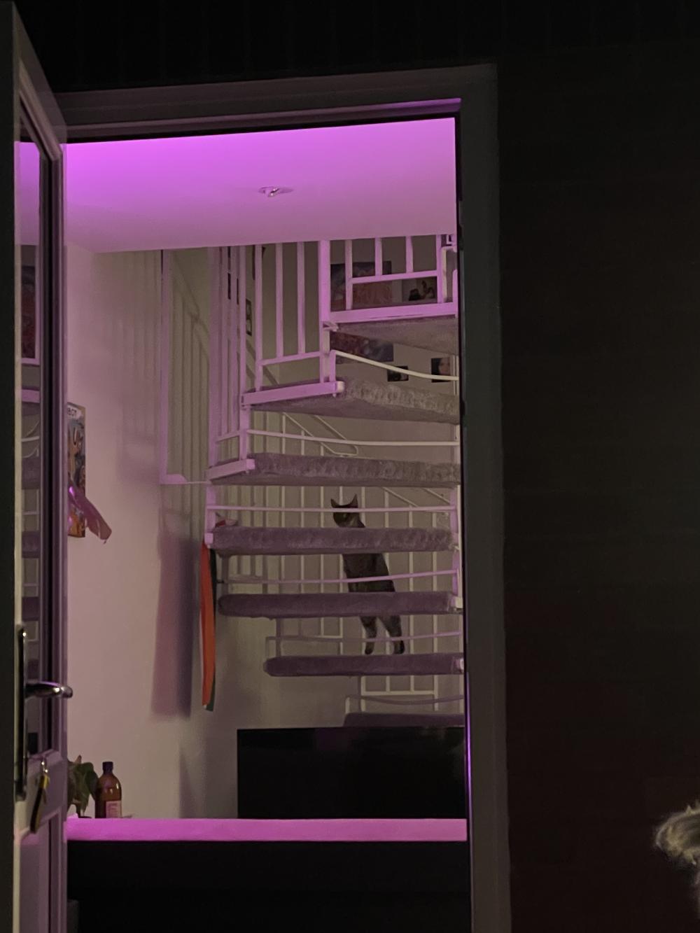 a strangers cat climbing the spiral staircase in zarinas house