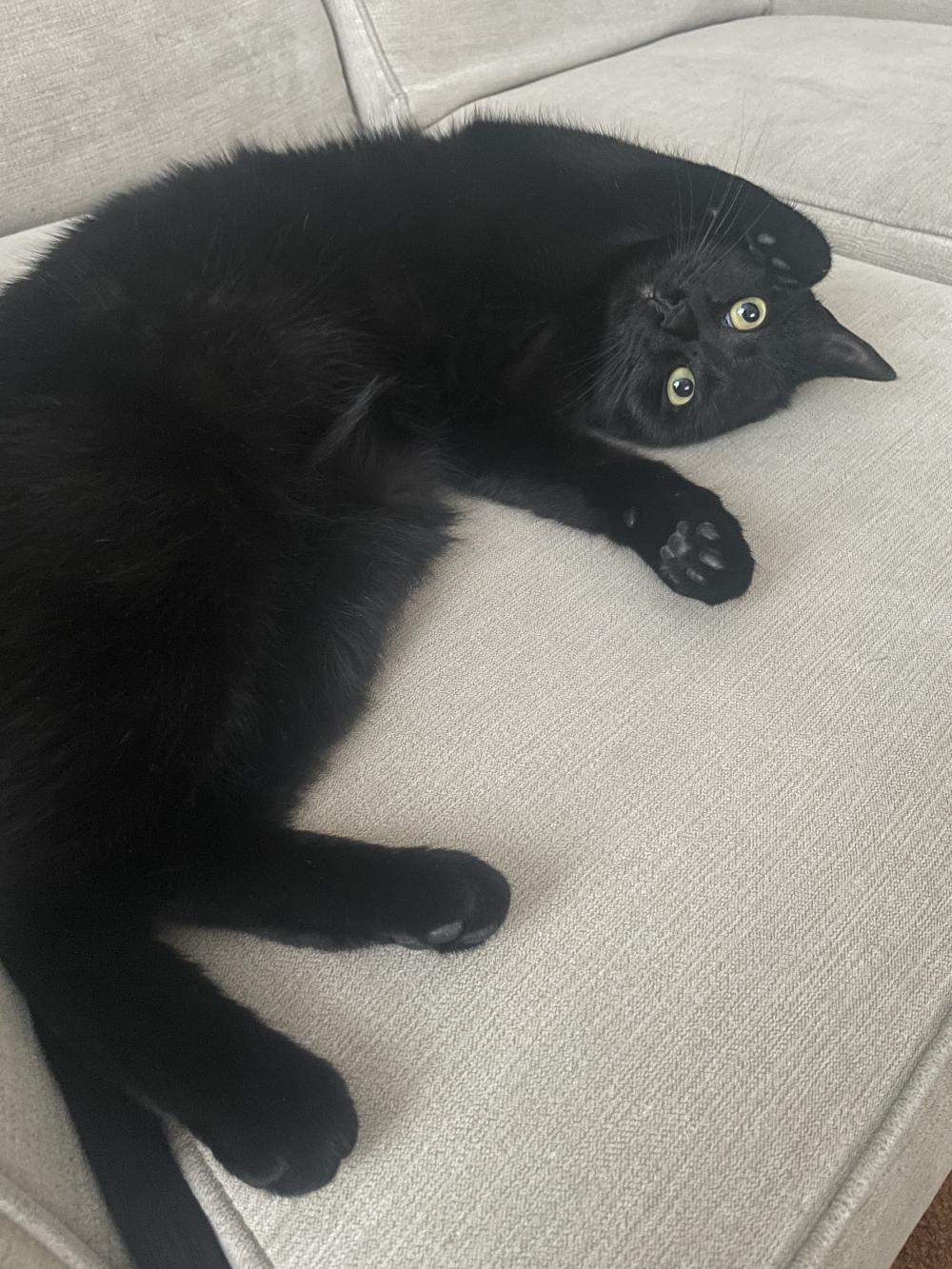 coco all floppy and on her back looking up at me with cartoon-like eyes