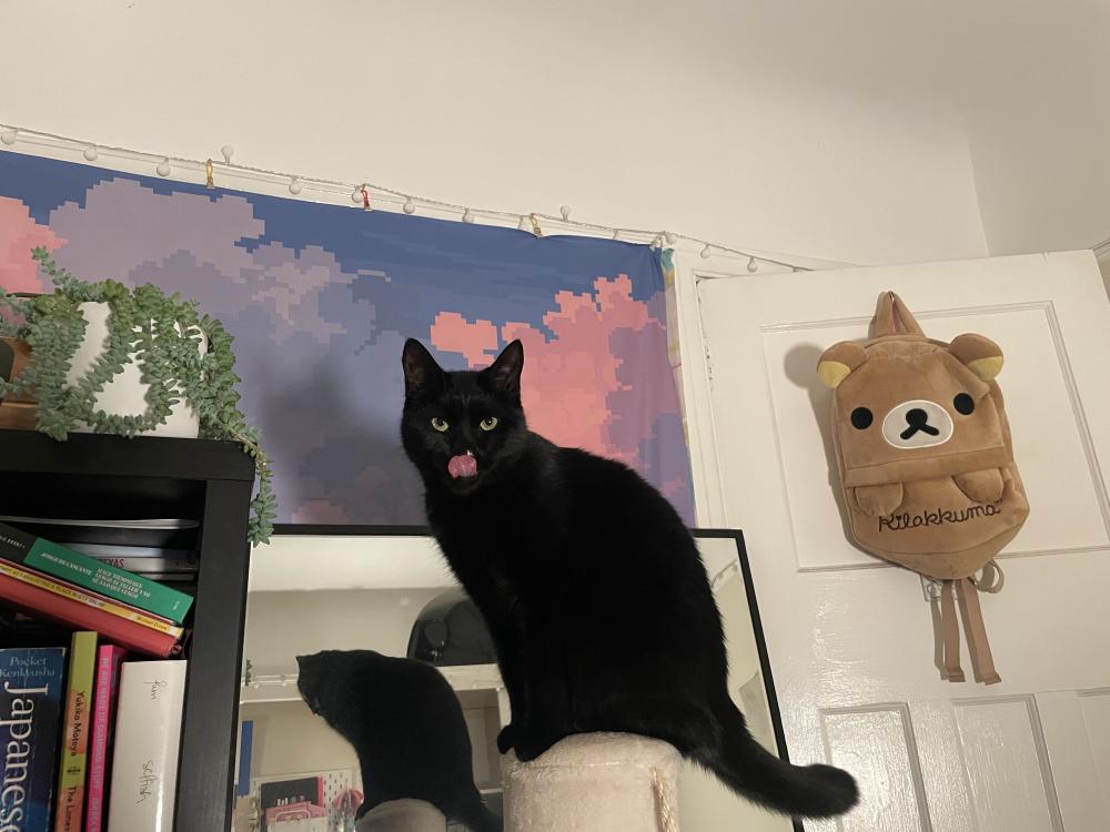coco on her scratching post caught licking mayonnaise off her nose