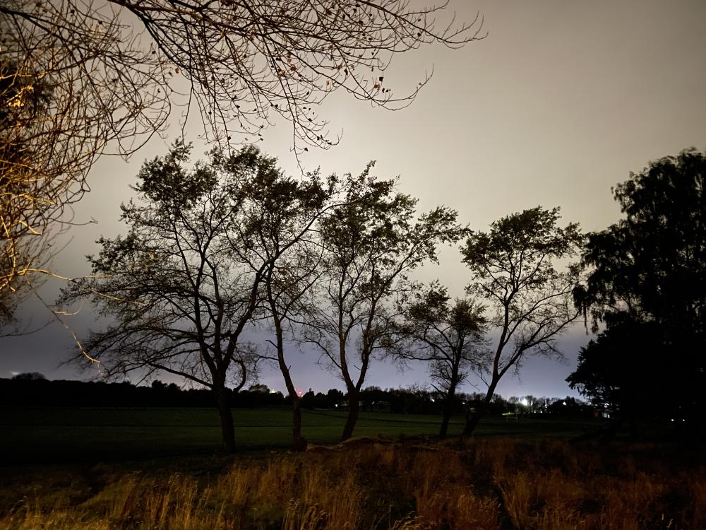 spooky trees in the dark