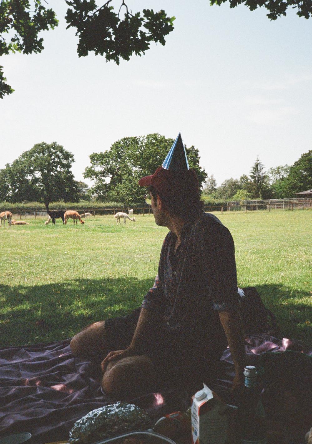 carlos with his back to me and a party hat looking at alpacas in a field
