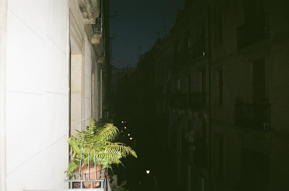 a fern catching the flash of the camera on a balcony at 5am