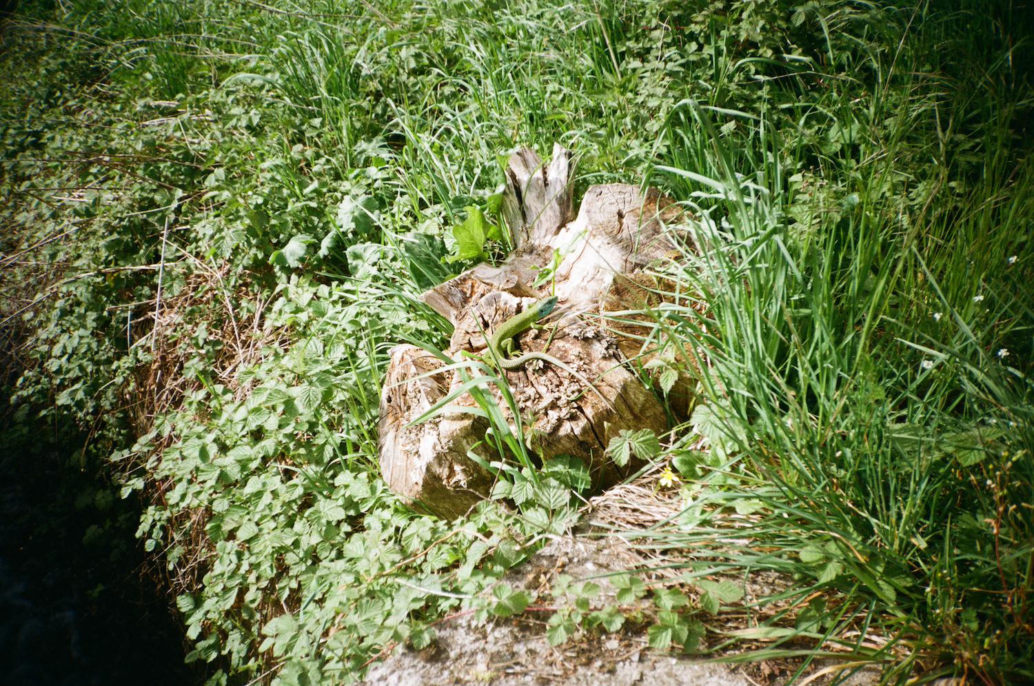 a green lizard with a blue head on a tree stump in long grass