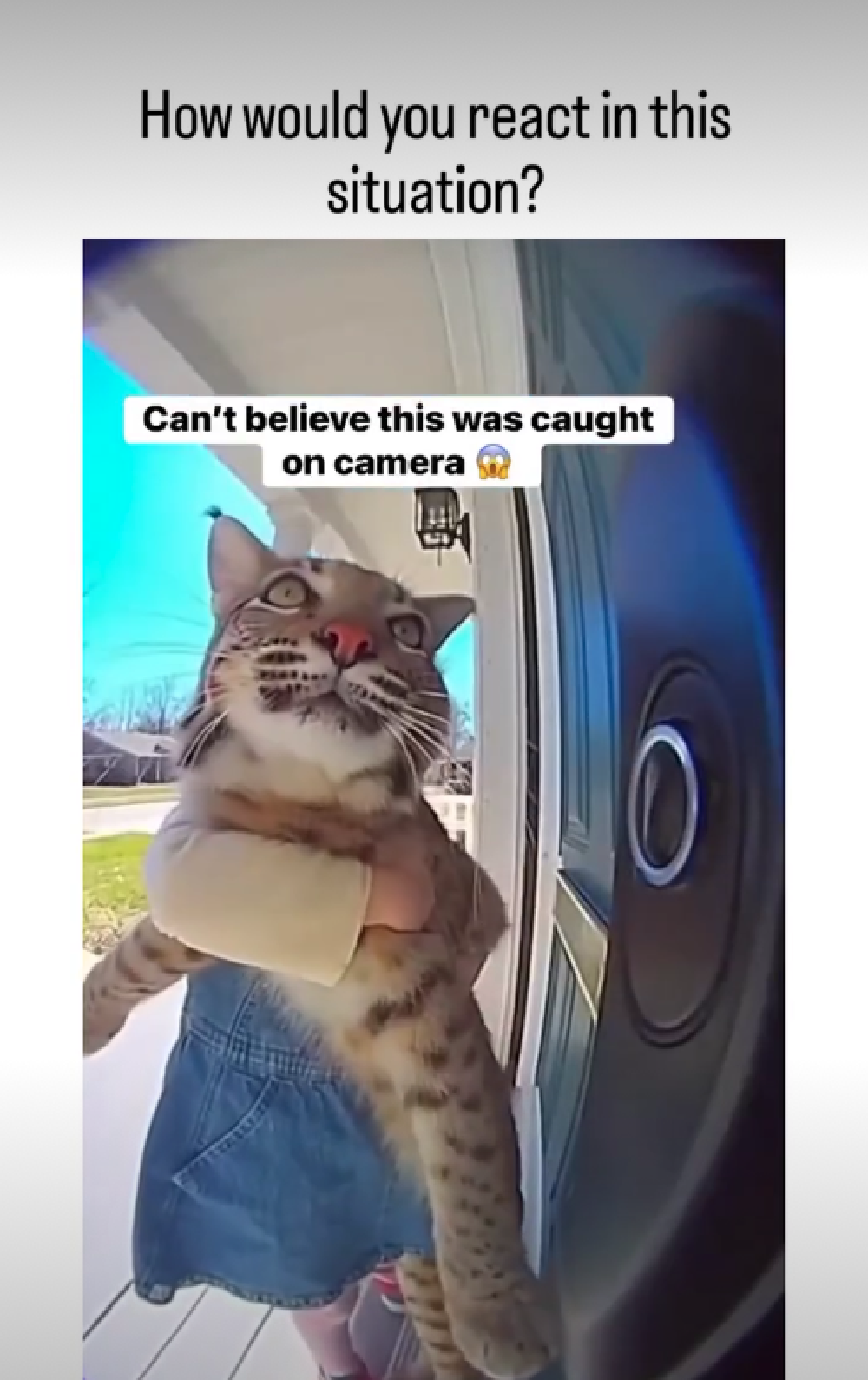 screenshots of the video of the girl holding the wild cat