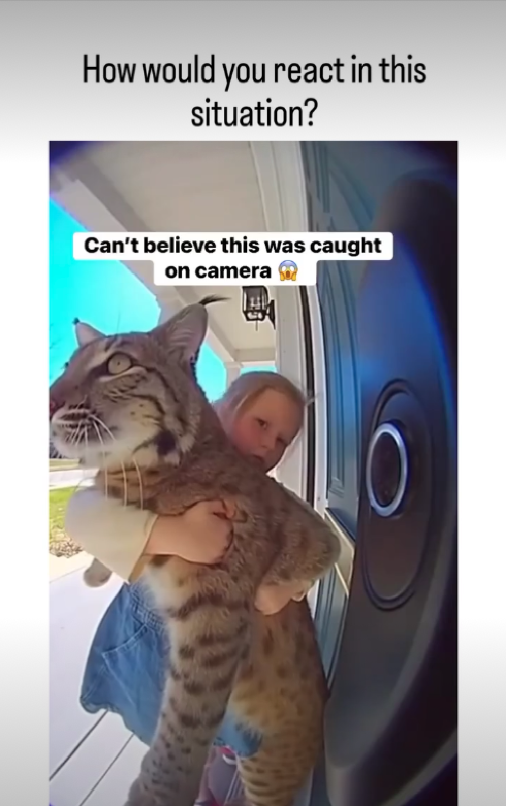 another view on the video where the girl peaks her head around the animal