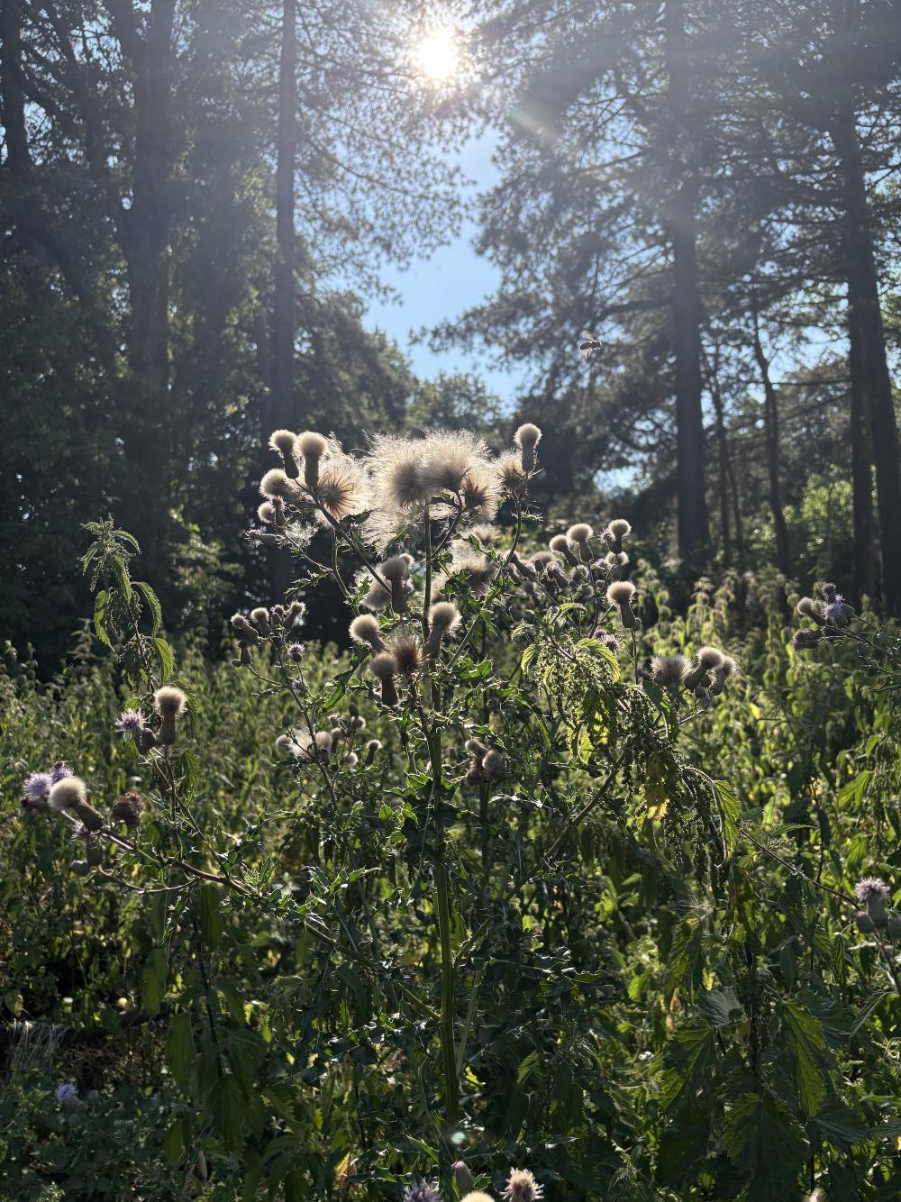 a fluffy plant is backlit by the sun