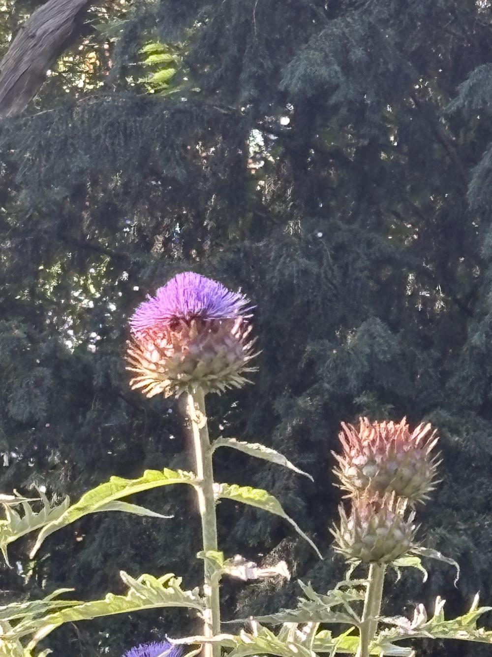 i am sorry i cant remember the name of plants but it's like spikey and ultraviolet on top, and ive taken a zoomed in picture of it from afar