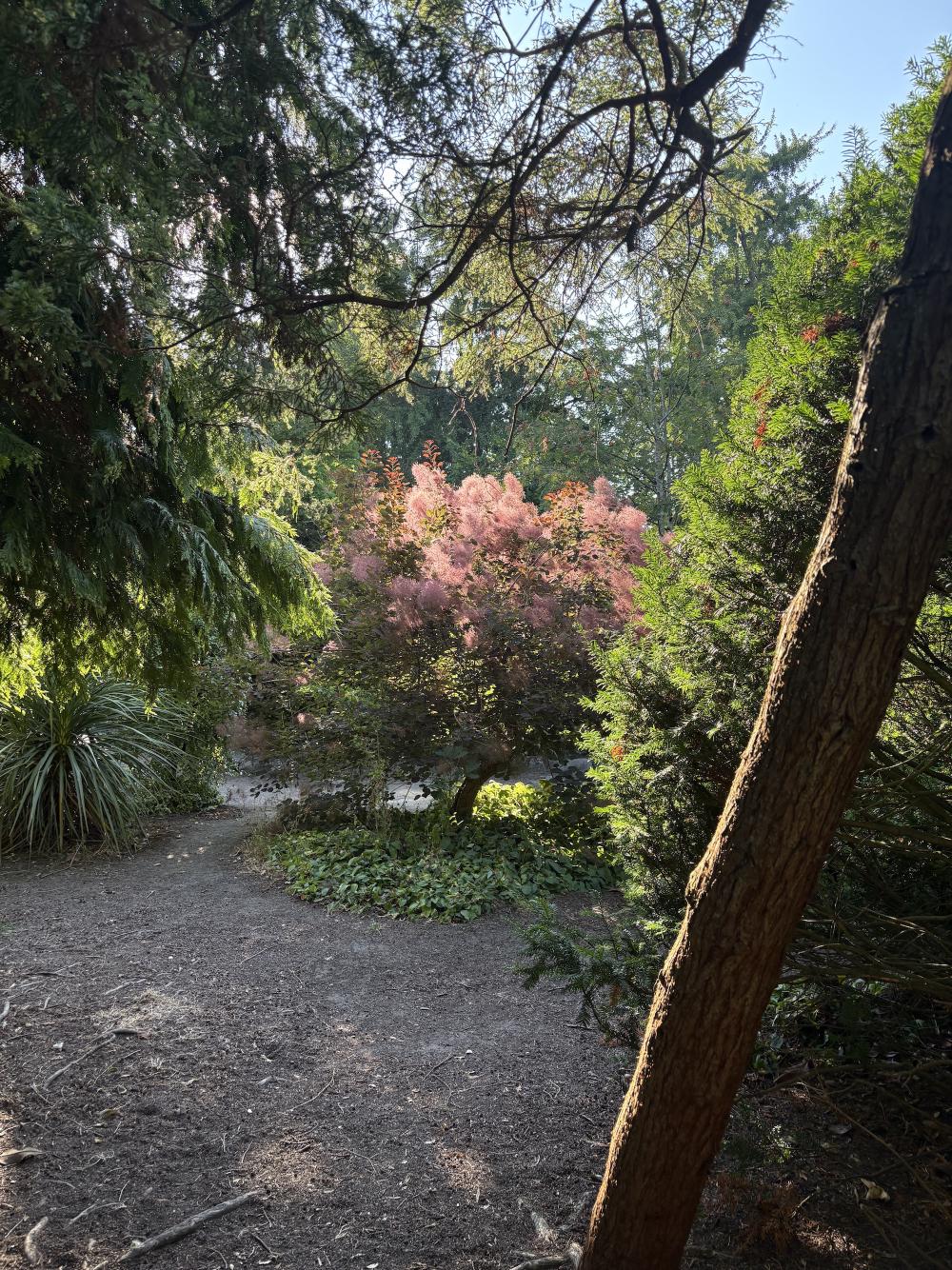 a view into the trees where there is a soft mauve bush in the centre of the image picking up the light